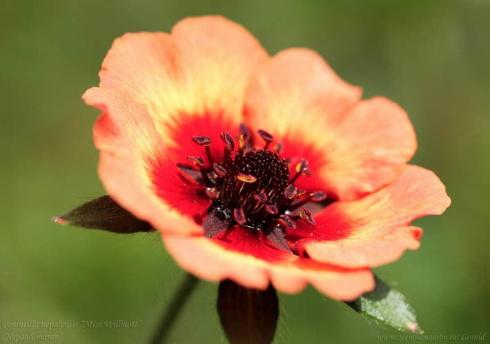 Potentilla nepalensis Miss Willmott
